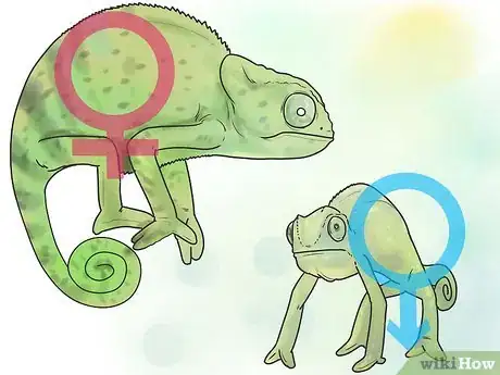 Image titled Tell if a Chameleon Is Male or Female Step 10
