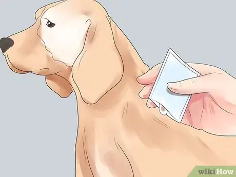 Image titled Treat Dog Bite Wounds on Dogs Step 10