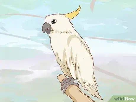 Image titled Identify Parrots Step 10