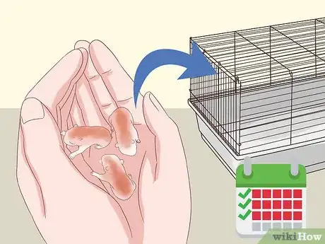 Image titled Safely Keep Multiple Hamsters Step 12