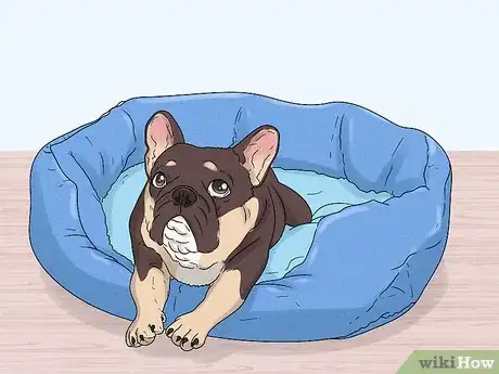Image titled Identify a French Bulldog Step 13