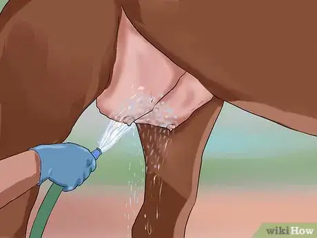 Image titled Clean a Mare's Female Parts Step 7