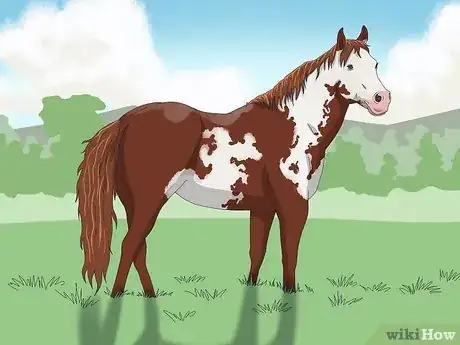 Image titled Choose the Right Breed of Horse for You Step 9