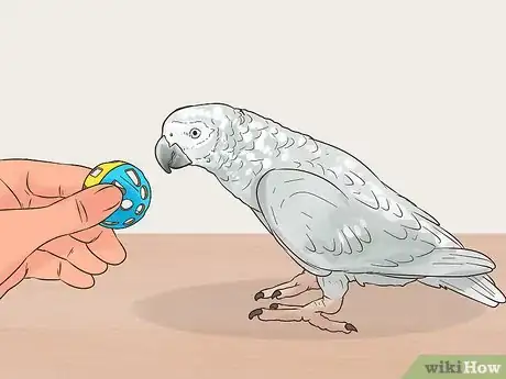 Image titled Encourage an African Grey Parrot to Speak Step 17
