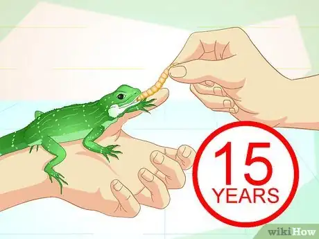 Image titled Take Care of a Chinese Water Dragon Step 13