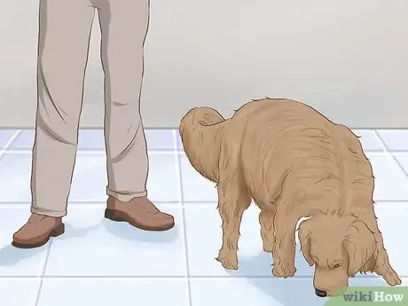 Image titled Introduce Your Dog to Its New Home Step 4