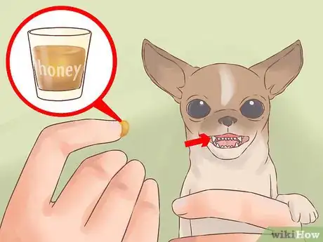 Image titled Care for Your Chihuahua Puppy Step 16