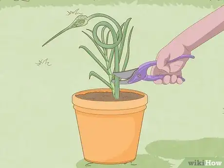Image titled Grow Garlic Step 10