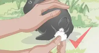Feed a Wild Rabbit