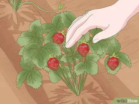 Image titled Grow Strawberries from the Seed Step 16