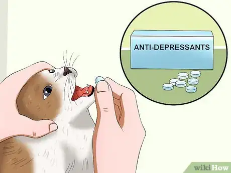 Image titled Stop a Male Cat from Spraying Step 11