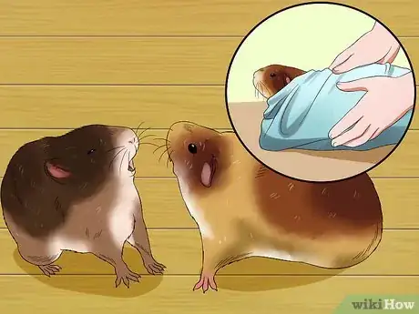Image titled Introduce Two Guinea Pigs to Each Other Step 11