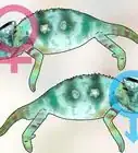 Tell if a Chameleon Is Male or Female