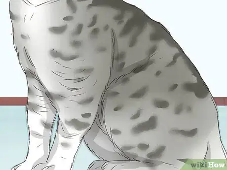 Image titled Identify a Tabby Cat Step 6