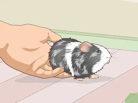 Image titled Properly Care for Your Guinea Pigs Step 20