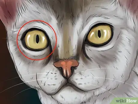 Image titled Identify a Singapura Cat Step 2
