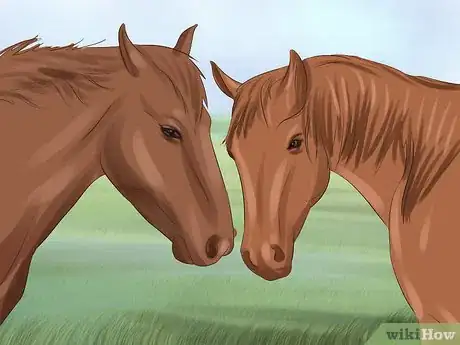 Image titled Tame Your Horse or Pony Step 5