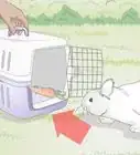 Hold a Rabbit
