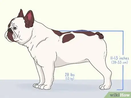 Image titled Identify a French Bulldog Step 1