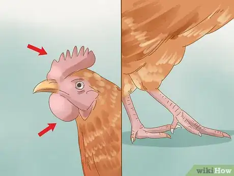 Image titled Tell if a Chicken is Sick Step 11