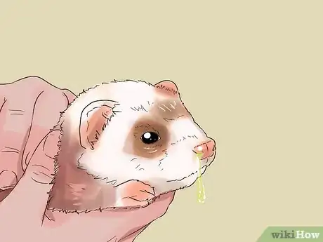 Image titled Treat Upper Respiratory Infections in Ferrets Step 13