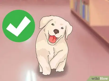 Image titled Take Care of Puppies Step 1