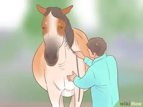 Image titled Care for a Pregnant Mare Step 15