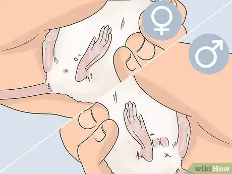 Image titled Tell if a Mouse Is Male or Female Step 4
