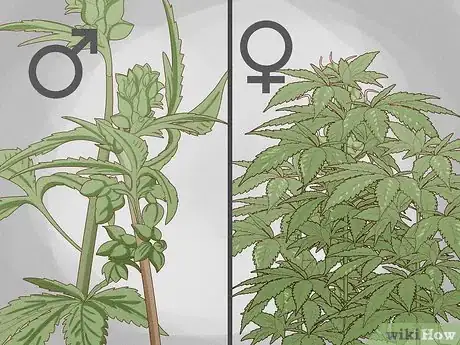 Image titled Grow Medical Marijuana Step 41