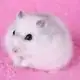 Miraclehamster