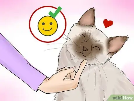 Image titled Identify a Burmese Cat Step 10