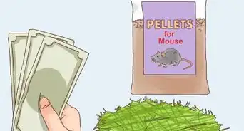 Treat External Parasites on a Pet Rat