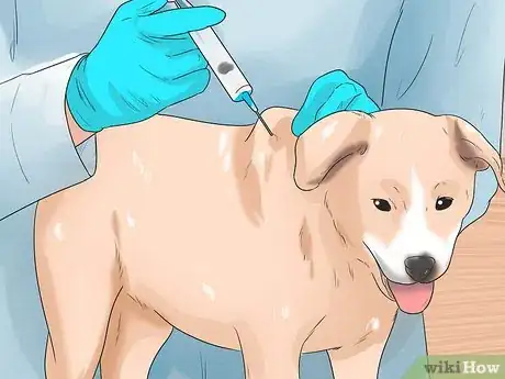 Image titled Diagnose Roundworms in Dogs Step 9