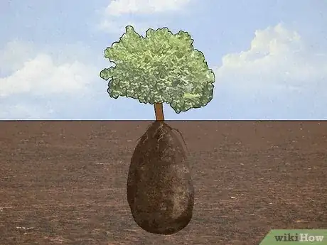 Image titled Be Buried As a Tree Step 1