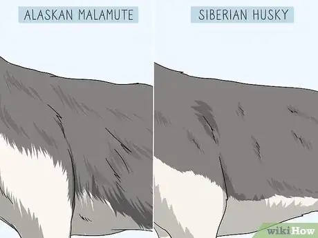 Image titled Identify an Alaskan Malamute from a Siberian Husky Step 5