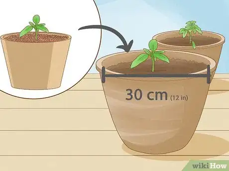 Image titled Grow Bush Tomatoes Step 8