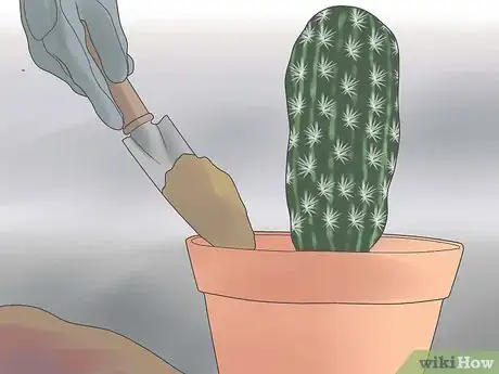 Image titled Repot a Cactus Step 14