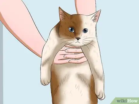 Image titled Carry a Cat Step 11