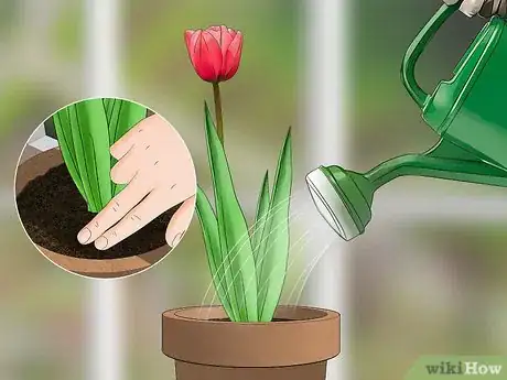 Image titled Grow Tulips in Pots Step 11