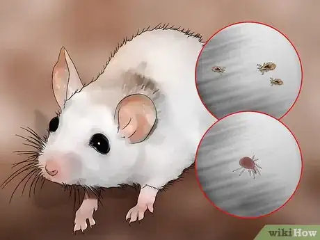 Image titled Get Rid of Mites on Pet Mice Step 1