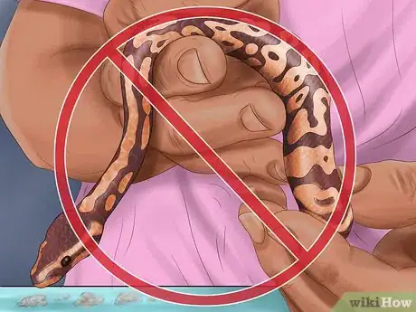Image titled Care for Your Ball Python Step 16