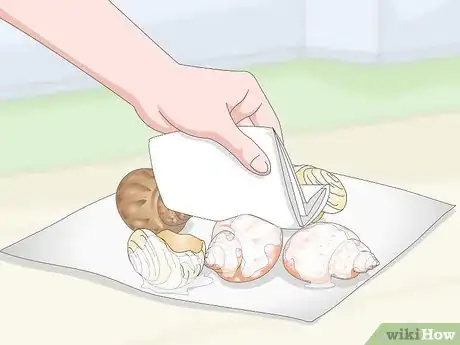 Image titled Clean a Sea Shell (for Hermit Crabs) Step 12