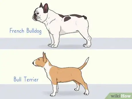Image titled Identify a French Bulldog Step 17