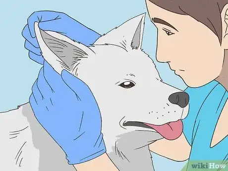 Image titled Treat Aural Hematomas in Dogs Step 11
