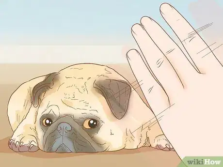 Image titled Identify a Pug Step 11