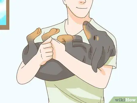 Image titled Hold a Dachshund Properly Step 5