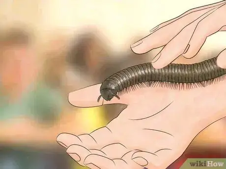 Image titled Care for Giant African Millipedes Step 11