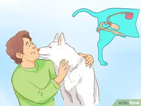 Image titled Cure a Dog's Bad Breath Step 13