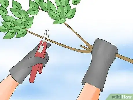 Image titled Plant Fruit Trees Step 13