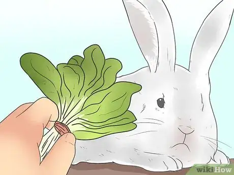 Image titled Feed Your Rabbit the Right Greens Step 6